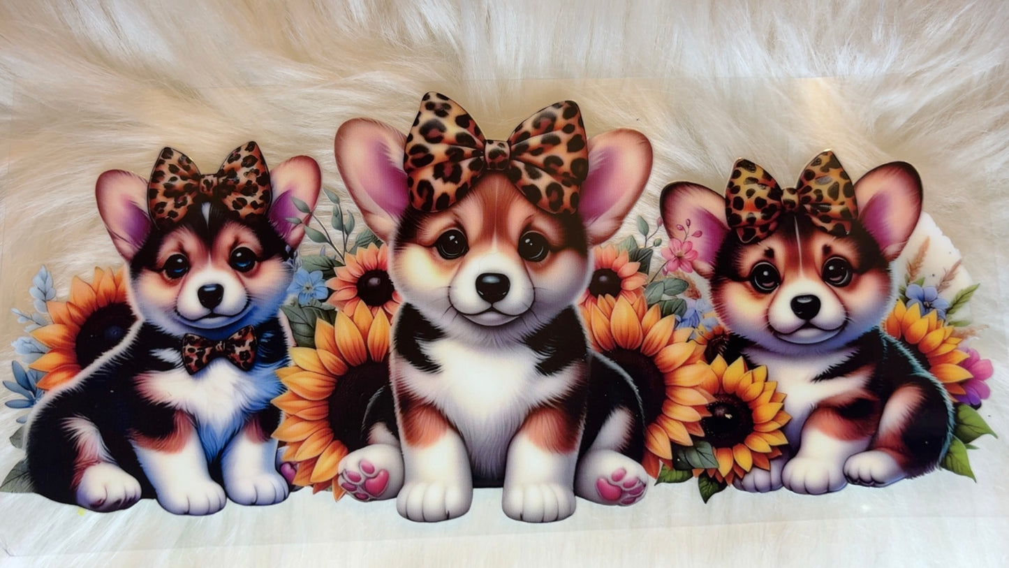 Dogs puppies